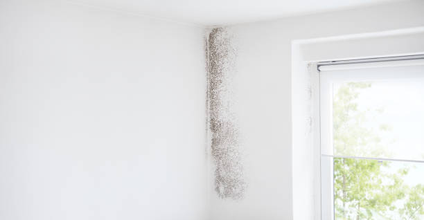 Best Forensic Mold Investigation  in Indian Shores, FL