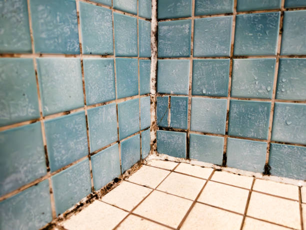 Best Air Quality Testing for Mold Spores  in Indian Shores, FL