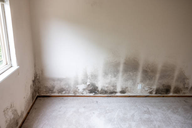 Reliable Indian Shores, FL Mold Removal Solutions