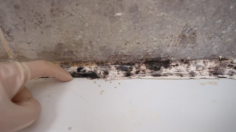 Best Mold Removal for HVAC Installations  in Indian Shores, FL