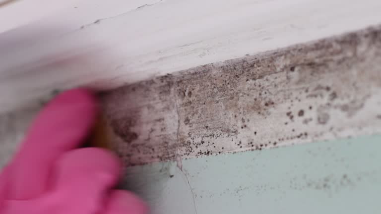 Best Mold Odor Removal Services  in Indian Shores, FL